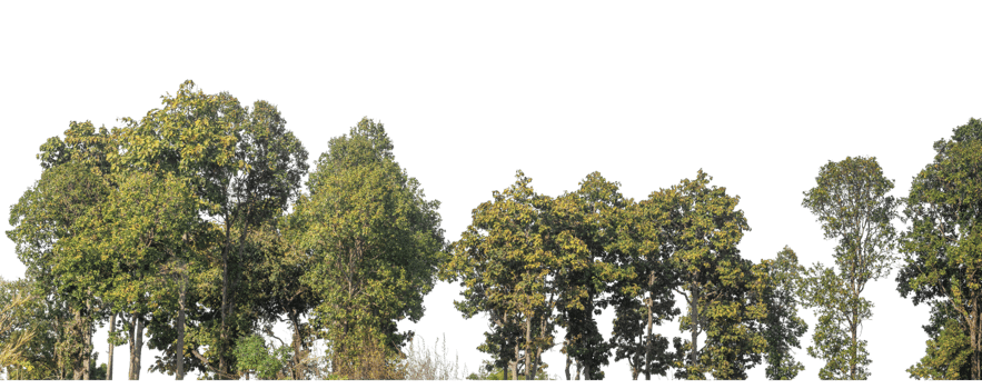 Green Trees on transparent background. Forest and foliage in summer for both printing and web pages with cut path and alpha channel, high resolution. png