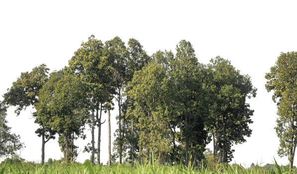 Green Trees on transparent background. are Forest and foliage in summer for both printing and web pages with cut path and alpha channel, high resolution. png