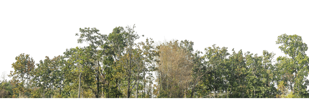 Green Trees on transparent background. are Forest and foliage in summer with cut path and alpha channel, high resolution. png