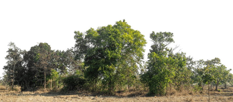 Green Trees isolated on white background. are Forest and foliage in summer for both printing and web pages with cut path and alpha channel, high resolution png