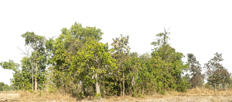 Green Trees isolated on transparent background. are Forest and foliage in summer for both printing and web pages. png