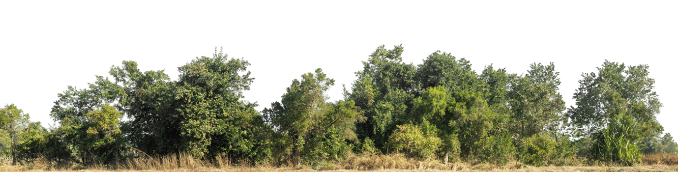 Green Trees on transparent background. are Forest and foliage in summer for both printing and web pages, high resolution. png