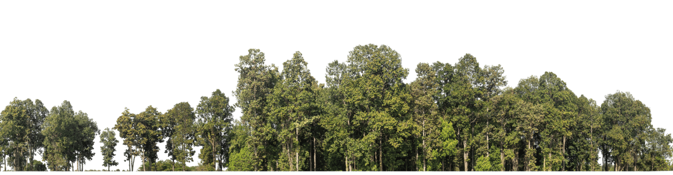 Forest Trees isolated on transparent background. are Forest and foliage in summer for both printing and web pages with cut path and alpha channel png