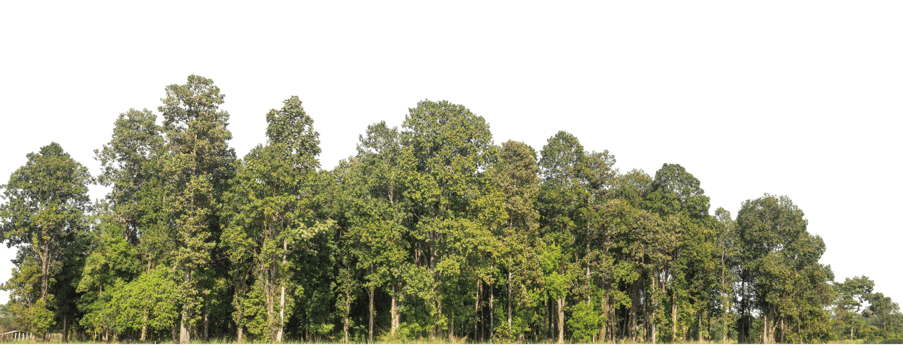 Green Trees isolated on transparent background. are Forest and foliage in summer for both printing and web pages png