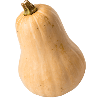 A tan butternut squash with a smooth, matte skin and a bulbous shape. The vegetable is fresh png