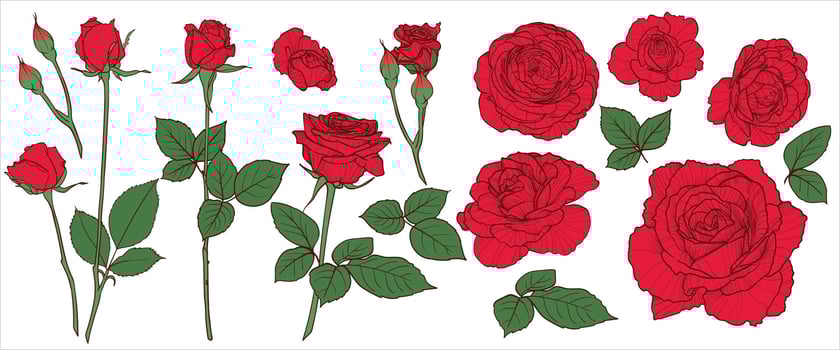 hand drawn roses with bloom, buds, branch and leaves. Easy to edit, lines and colors in separate in groups. Outlines and fills are separate. vector