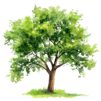 Watercolor Painting of a Lush Green Tree. isolated png