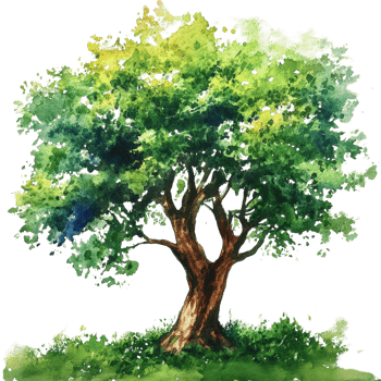 Watercolor Painting of a Lush Green Tree. cut out png