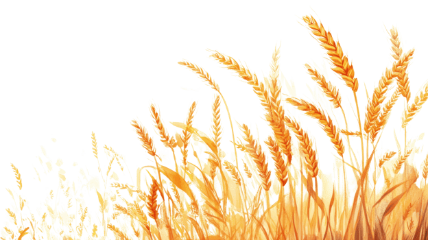 Golden Wheat Stalks in a Ripe Field. isolated png