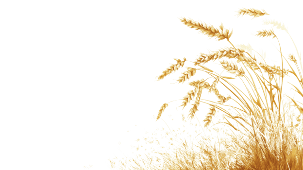 Golden Wheat Stalks in a Field of Grain png