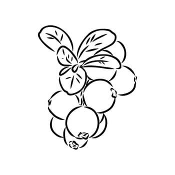useful cranberry berry black and white drawing vector