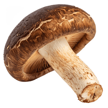 A fresh shiitake mushroom with a dark brown, textured cap and a sturdy stem. png