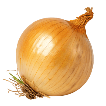 A yellow onion with a papery, skin brown and a fresh root base. png