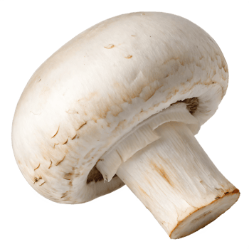 A fresh button mushroom with a smooth, white cap and a sturdy stem. png