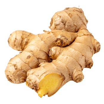 A fresh ginger root with a knobby, tan surface and a textured appearance. png
