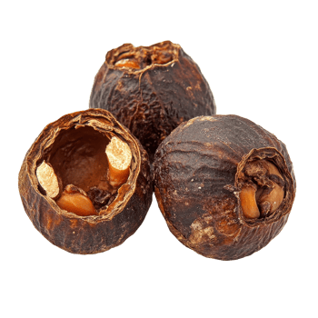 Soap nut variety exhibited on a plain isolated white backdrop for clear visibility and detail, Soap nut isolated on Transparent background png