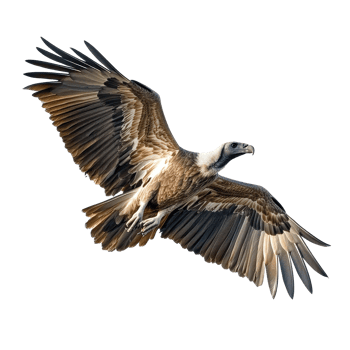 Vulture soaring gracefully with outstretched wings against a Transparent background, Vulture Isolated on png