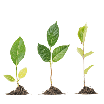 Sapling growth journey highlighting seed development and root establishment in a Transparent background setting, Sapling Growth The Journey from Seed to Roots, background png