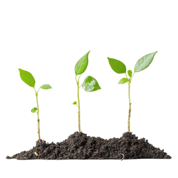 Growth of saplings showcasing the journey from seed to sustained roots and healthy leaves, Sapling Growth The Journey from Seed to Roots, Transparent background png
