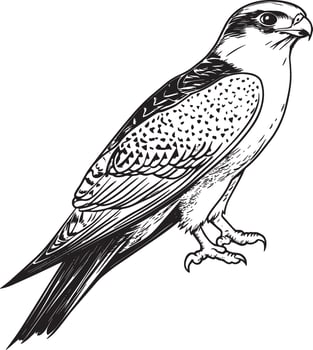 Falcon outline black illustration vector