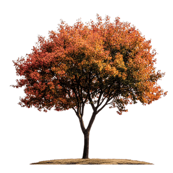 Autumn Tree Isolated Orange Red Leaves Nature fall park dark plant png
