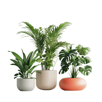 Three potted plants a palm monstera and another plant png
