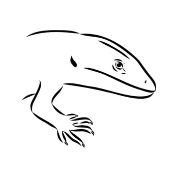 rare abronia lizard black and white sketch vector