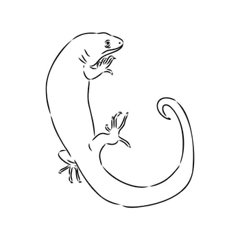abronia wood lizard black and white sketch vector