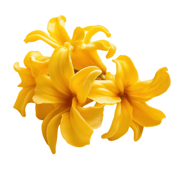 Vibrant Yellow Flower Close Up on transparent background. png