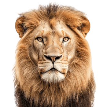 Majestic Lion Head Profile on transparent background. png