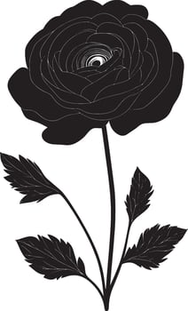 Minimalist black silhouette of a ranunculus flower in format vector