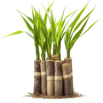 Sugarcane Plantation White Background on transparent background. png