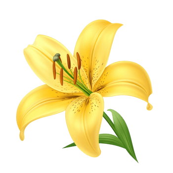 Yellow Lily Flower Isolated on transparent background. png