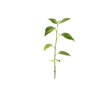 Small green plant emerging from dark soil against a Transparent background in a bright setting, small plant growing out a pile dirt, background png