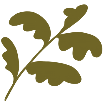 illustration of a leaf png