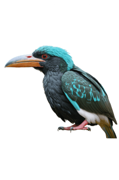 A vibrant bird with striking turquoise feathers and a large, orange beak. png