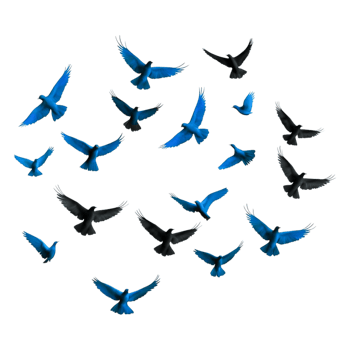 Colorful Flying Birds in a Circular Formatigainst png