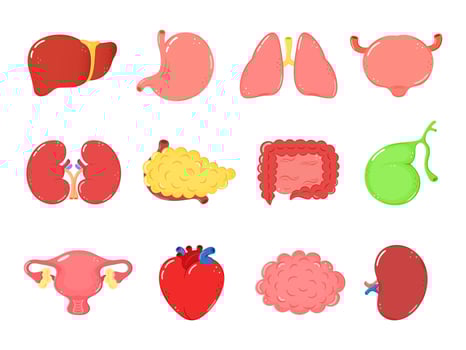 Human Internal Organs Cute Cartoon Organ Characters in a Cheerful Illustration Set vector
