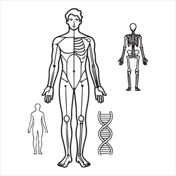 Thin line Body Man diagram Contour silhouette white background vector