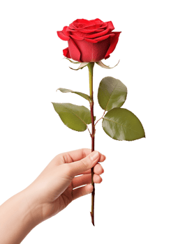 Hand Holding Red Rose Isolated on Transparent Background png