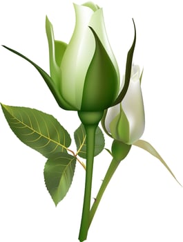 Two delicate white roses are starting to bloom, showcasing their elegance and fragility against a pure white backdrop, perfect for wedding invitations or romantic projects vector