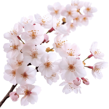 Springtime blossoms of wild sakura flowers create a stunning natural display, Sakura flowers blooming in springtime a bunch wild Transparent background transparent, background png