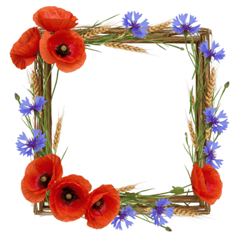 Vibrant poppy and cornflower frame nature scene floral art outdoor aesthetic botanical design png