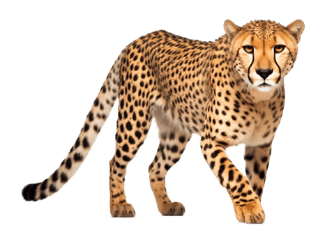 Cheetah Isolated on Transparent Background png