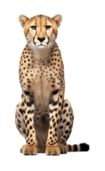 Cheetah Sitting Isolated on Transparent Background png