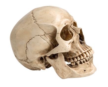 Realistic human skull illustration on transparent background, detailed and anatomical png