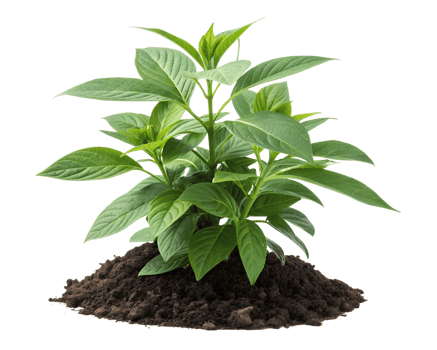 Green Plant, Fresh Foliage On Transparent Background png