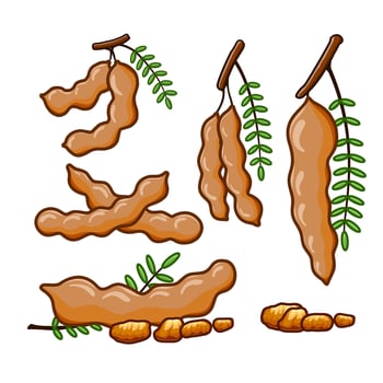 Tamarind set, both whole and sliced, are elegantly arranged to showcase their shapes and colors. vector