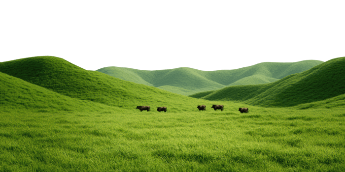 Herd of buffalo grazing on green rolling hills isolated on transparent background png