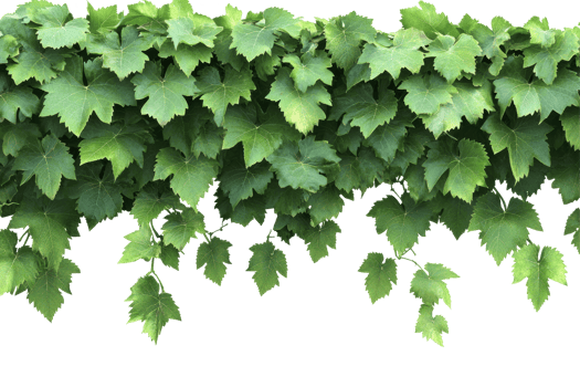 Lush green leafy vine foliage isolated on transparent background png